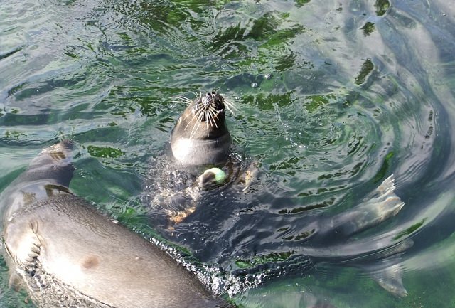 10. You can come into contact with animals in the Hakone-en Park