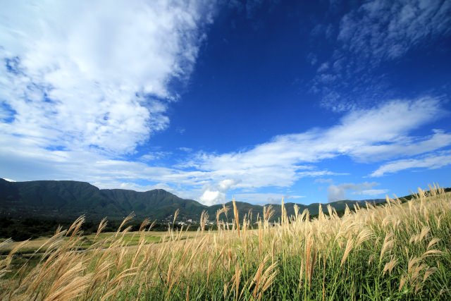 9. You can test your photography skill in the Sengokubara Japanese Pampas Grass Field