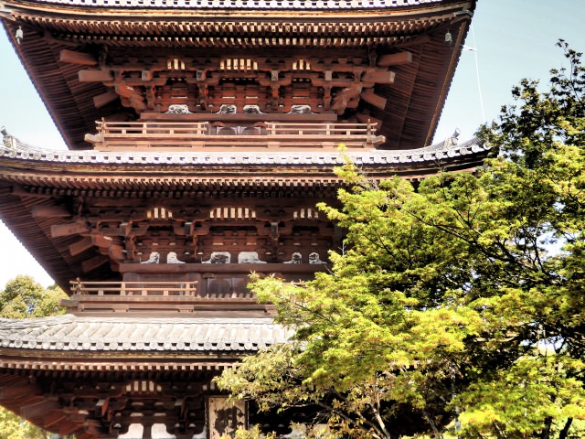 6. Ninna-Ji Temple – Cherry blossom loved by the Imperial family