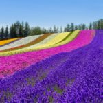 Top 10 Tourist Attractions & Best Things to Do in Furano and Biei, Hokkaido