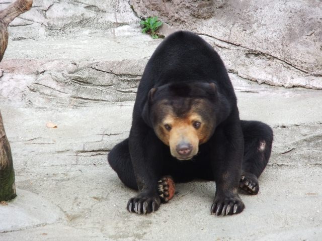 7． Tenoji Zoo