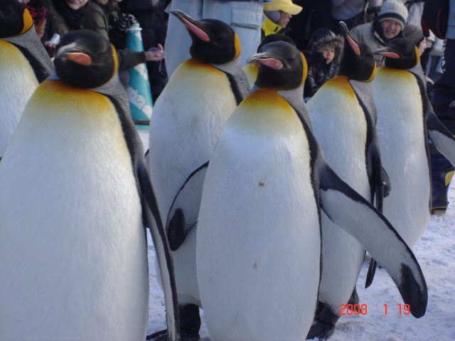 1．Asahiyama Zoo