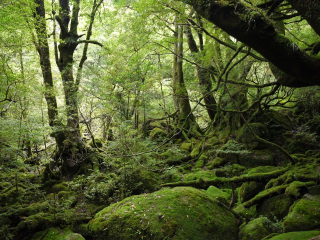 1. Yakushima