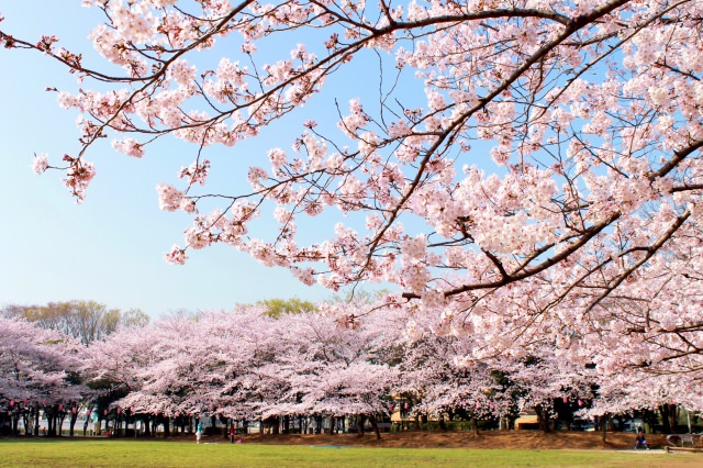 The 10 Best Places to See Cherry Blossom in Kyoto, Japan | SeeingJapan