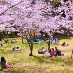 The 10 Best Places to See Cherry Blossom in Kyushu, Japan