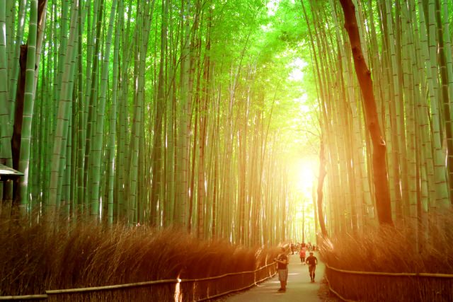 The 10 Best Tourist Attractions In Kyoto For Young Students