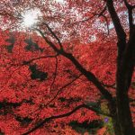 From the Famous to the Hidden Gems! The 10 Must-go Viewing Spots for Autumn Foliage in Okayama prefecture!