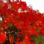 You must see it at least once in your life! 10 popular autumnal spots that are absolutely recommended in autumn Fukuoka!