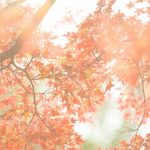 Beautiful Autumn Leaves! The Best 10 Must Try Places For Viewing Autumn Leaves In Japan!
